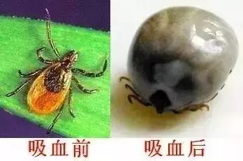 正版管家婆今晚资料
