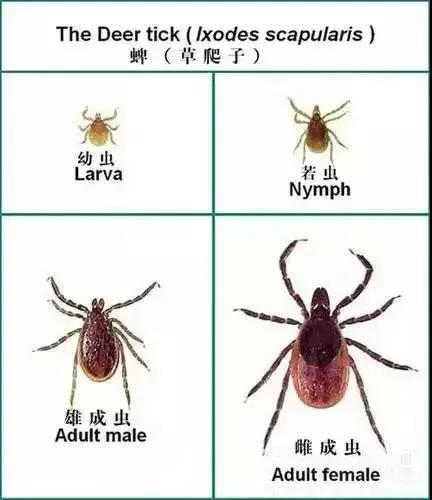 正版管家婆今晚资料
